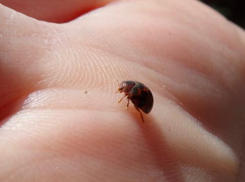 Réf. 222 900 : Subcoccinella vigintiquatuorpunctata