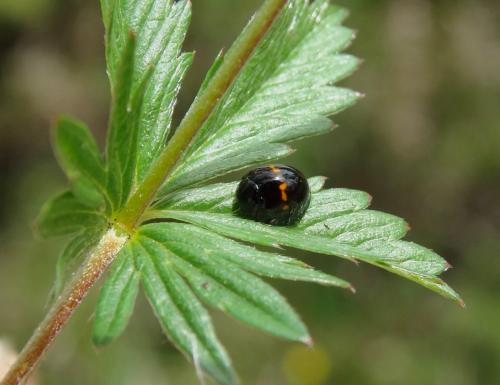 Réf. 222 903 : Chilocorus bipustulatus