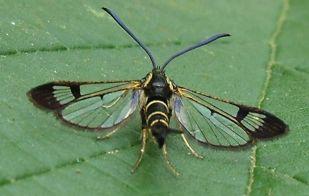 Réf. 222 796 : Synanthedon sp.