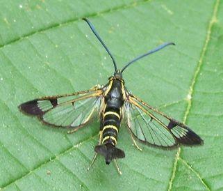 Réf. 222 797 : Synanthedon sp.