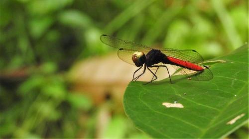 Fylgia amazonica