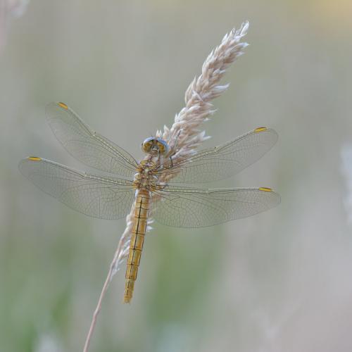 Réf. 222 716 : Orthetrum brunneum