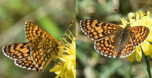 Melitaea deione