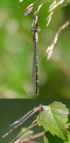 Enallagma cyathigerum