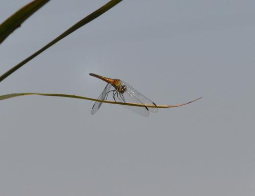 Pachydiplax longipennis