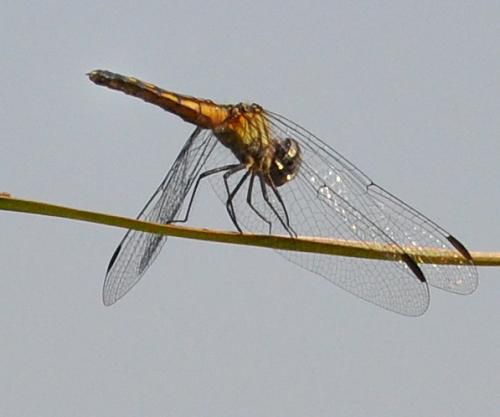 Pachydiplax longipennis