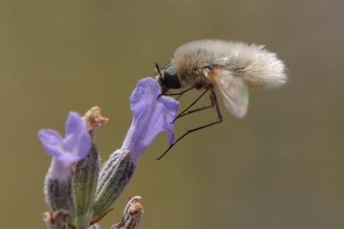 Réf. 222 255 : Systoechus sp.