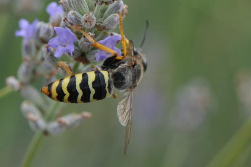 Bembix sinuata