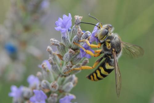 Bembix sinuata