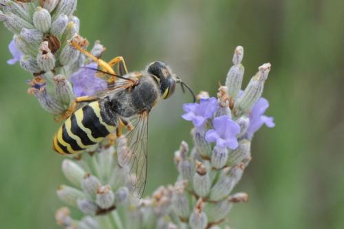 Bembix sinuata