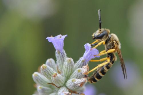 Halictus scabiosae