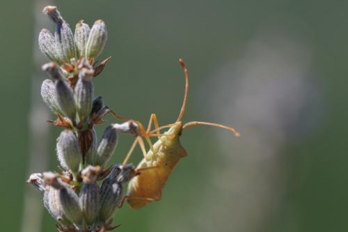 Gonocerus acuteangulatus