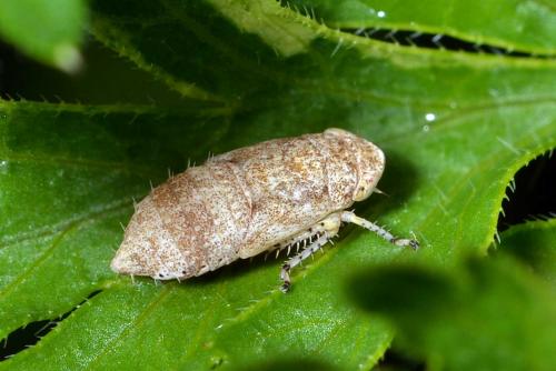 Allygidius sp.