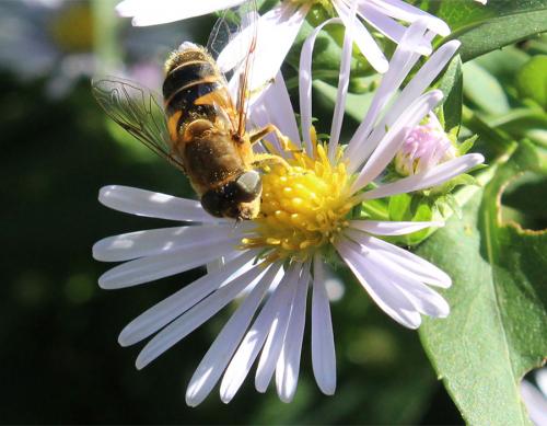 Eristalis similis