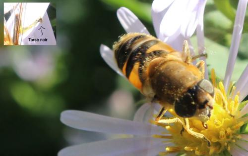 Réf. 222 894 : Eristalis similis