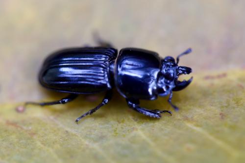 Figulus laevipennis