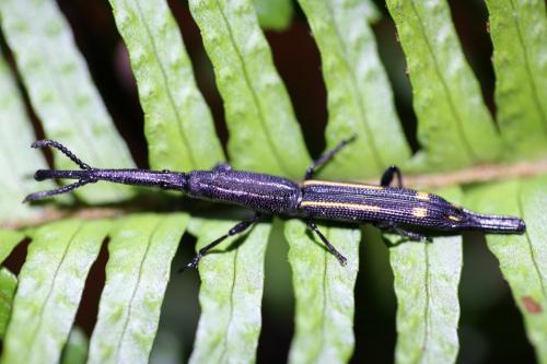 Uropteroides douei