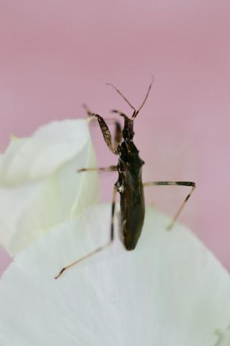 Stenopodainae
