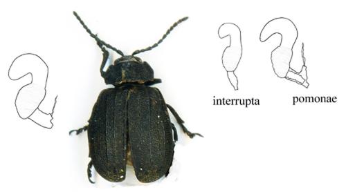 Réf. 222 944 : Galeruca pomonae