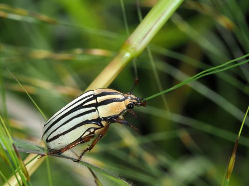 Gnathocera nigrolineata
