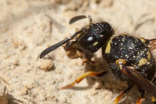 Réf. 222 568 : Odynerus sp.