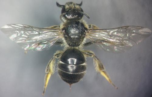 Lasioglossum leucozonium
