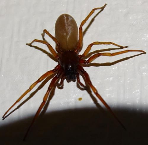 Réf. 222 504 : Harpactea rubicunda