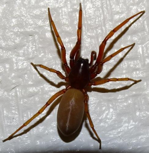 Harpactea rubicunda