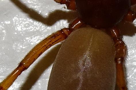 Harpactea rubicunda