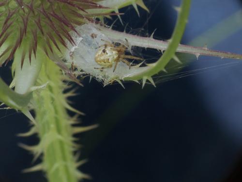 Larinioides cornutus