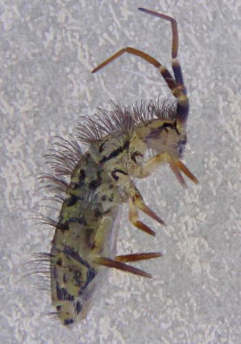 Réf. 222 364 : Orchesella villosa
