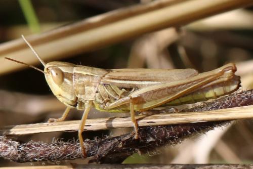 Euchorthippus declivus