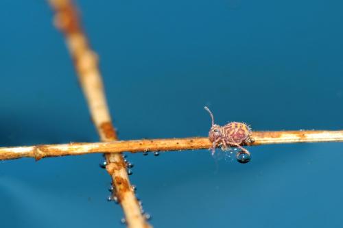 Dicyrtomina ornata
