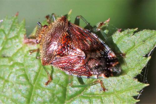 Elasmucha grisea grisea