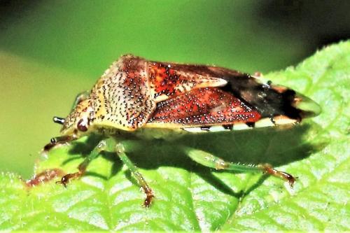 Elasmucha grisea grisea
