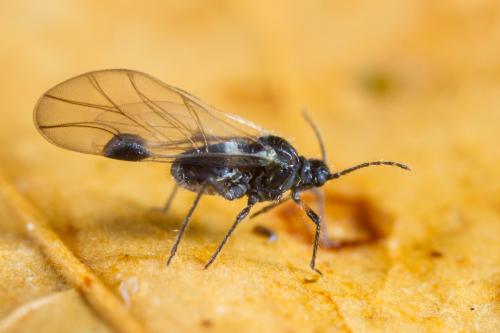 Anoecia corni