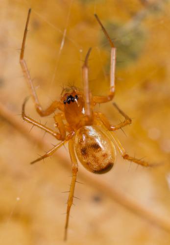 Linyphia hortensis