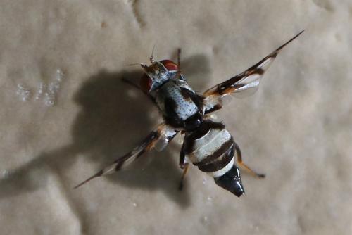 Réf. 222 546 : Myennis octopunctata