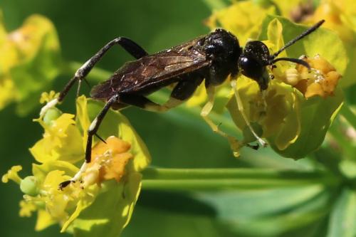 Réf. 222 318 : Macrophya montana
