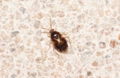 Deraeocoris lutescens