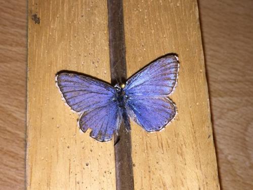 Polyommatus polonus