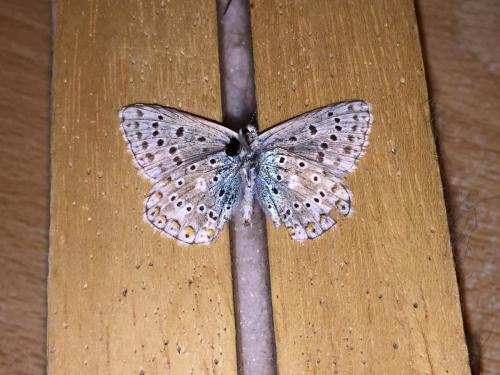 Polyommatus polonus