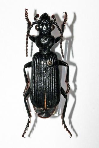 Meladroma angustata
