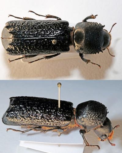 Apate terebrans