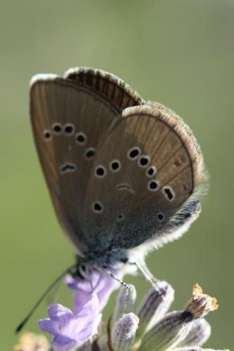 Réf. 222 012 : Cyaniris semiargus