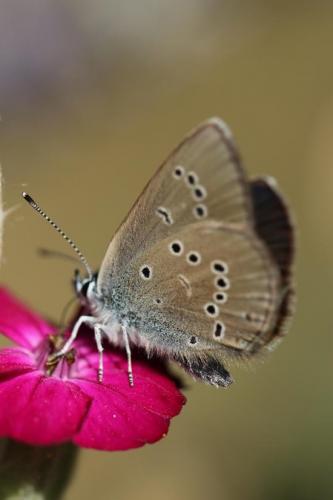 Réf. 222 013 : Cyaniris semiargus