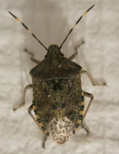 Réf. 222 326 : Rhaphigaster nebulosa