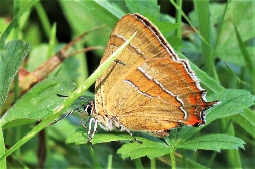 Thecla betulae