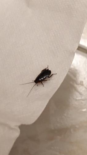 Loboptera sp.