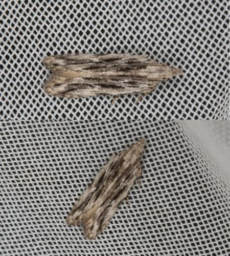 Anarsia sp.